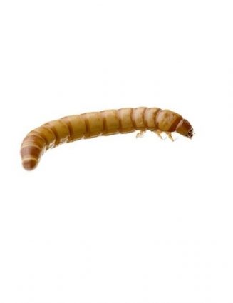 download mealworms for sale
