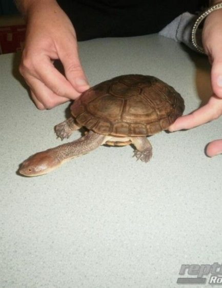 Flat Shelled Turtle Reptile And Grow 