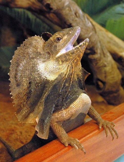 baby frilled lizards