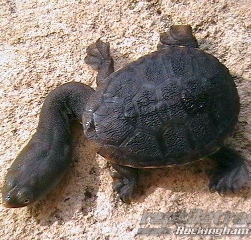OBLONG TURTLE - Reptile and Grow